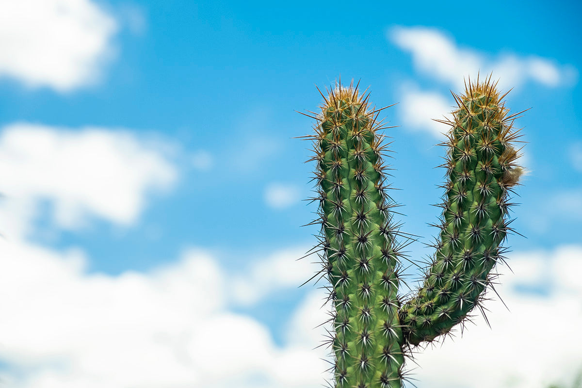 Cacto do Sertão