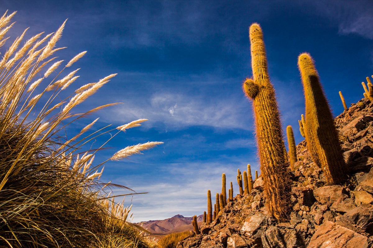 Cactos do Atacama