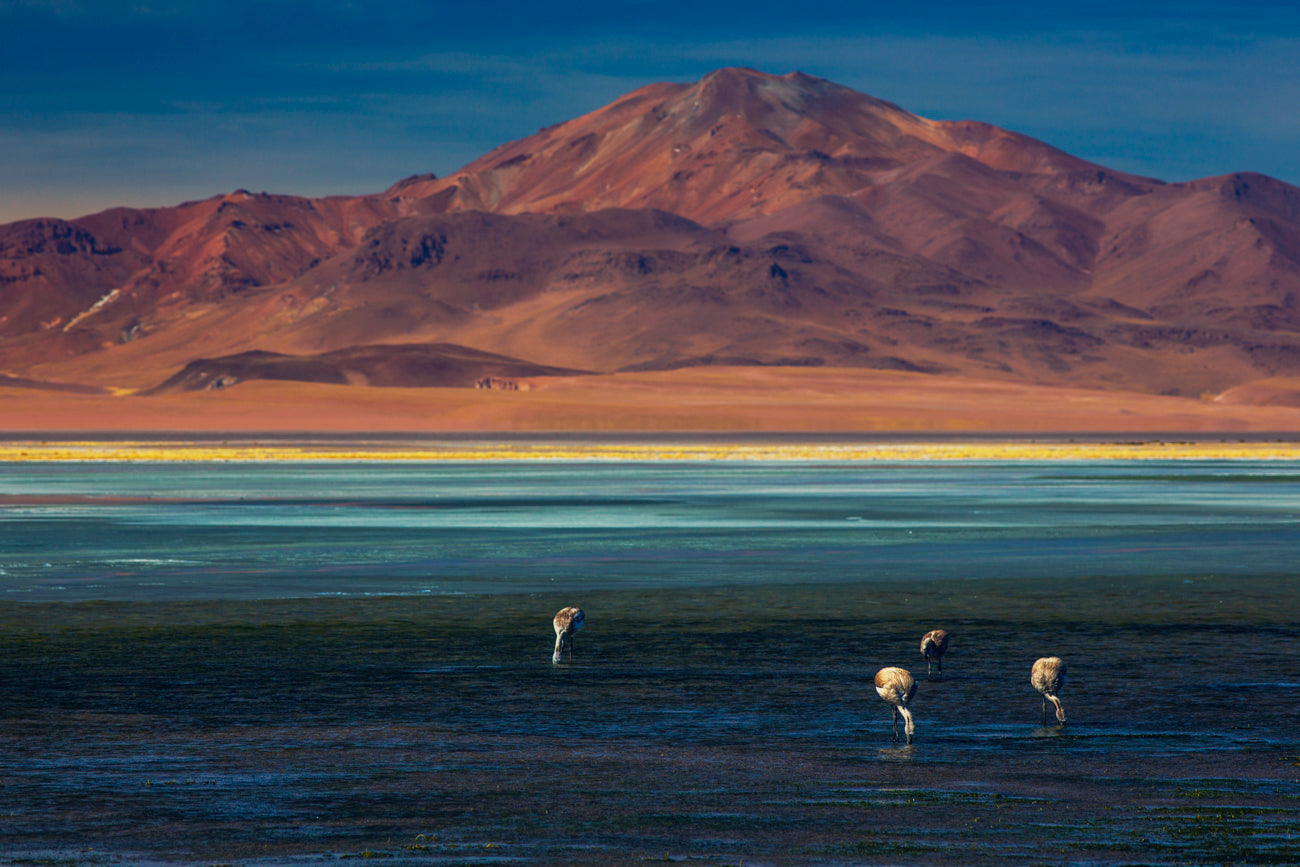 Os Flamingos do Atacama